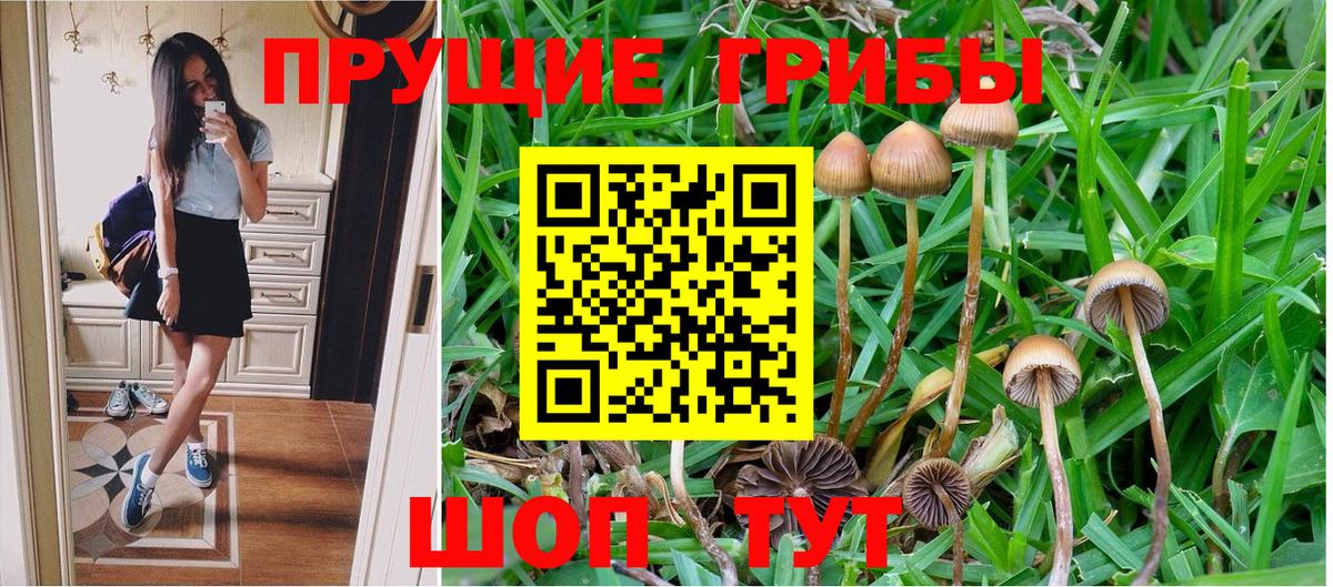 Галлюциногенные грибы Psilocybine cubensis Кудымкар